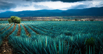 “California representa más del 30% del mercado americano para el mezcal de Oaxaca”